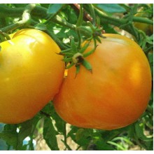 Редкие сорта томатов Бочка Мёда